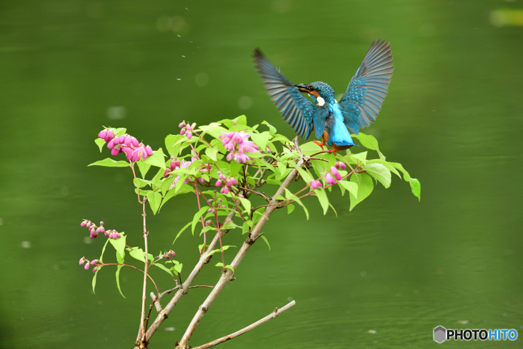 紅ウツギとカワセミ
