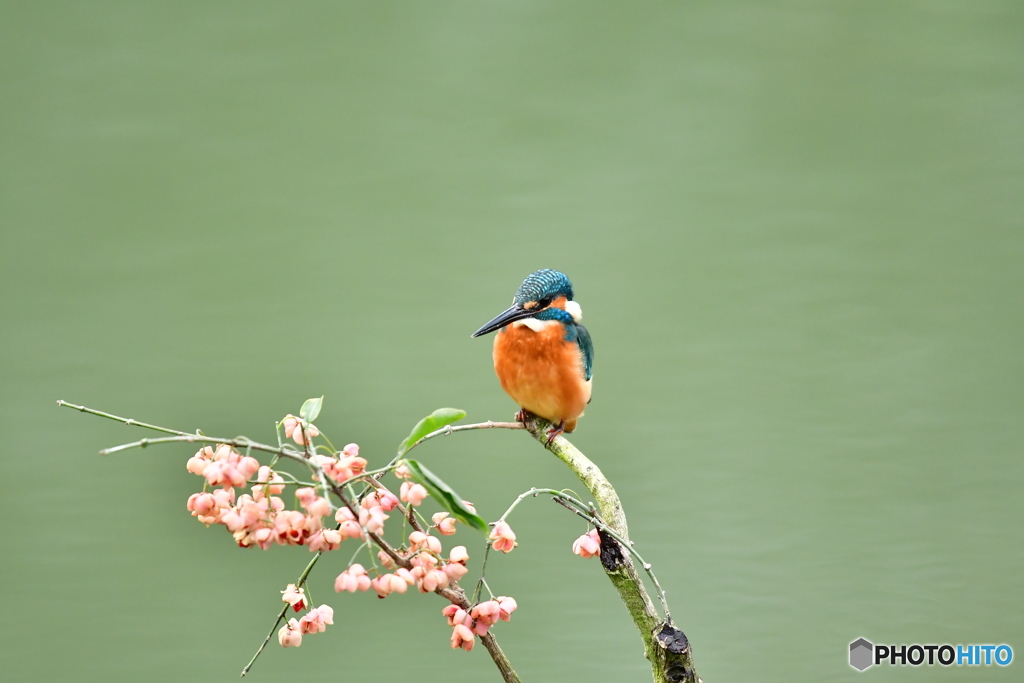 マユミとカワセミ