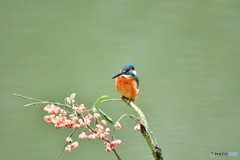 マユミとカワセミ