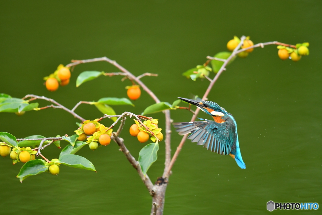 マメガキとカワセミ