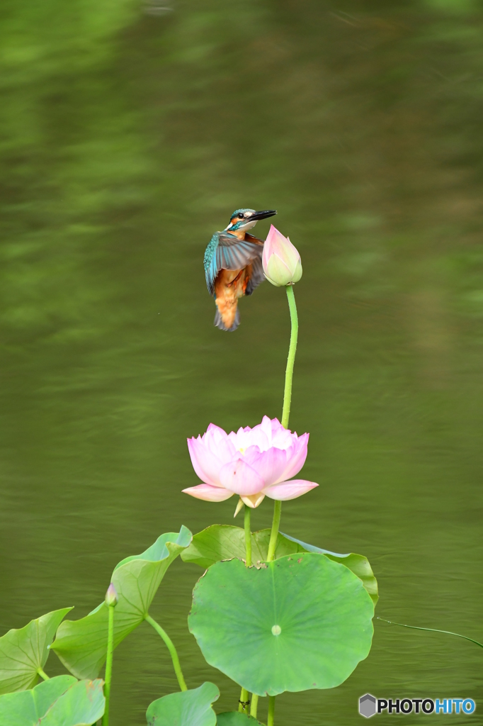 蓮の花とカワセミ