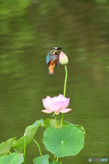 蓮の花とカワセミ