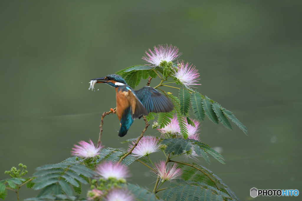 ネムノキとカワセミ