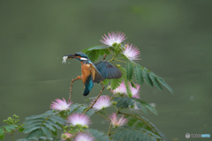 ネムノキとカワセミ