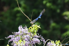 フジの花とオオルリ