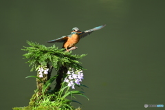 岩松とカワセミ