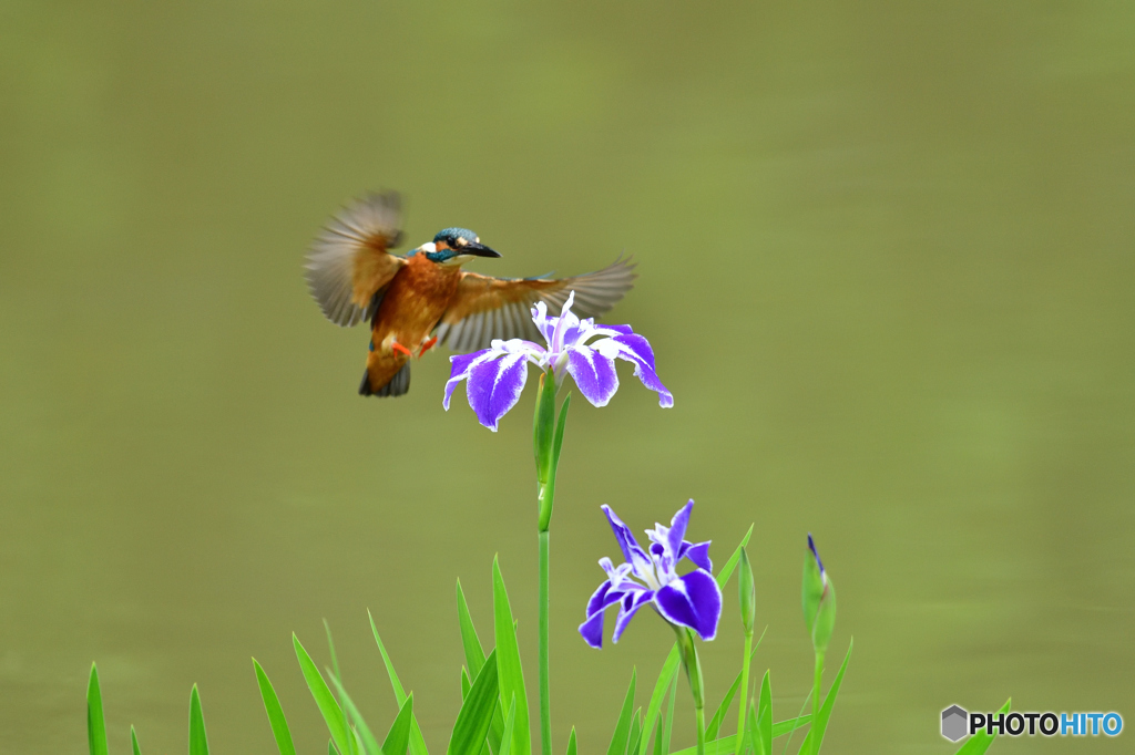花ショウブとカワセミ