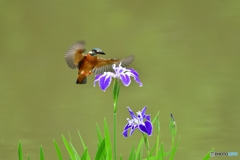 花ショウブとカワセミ