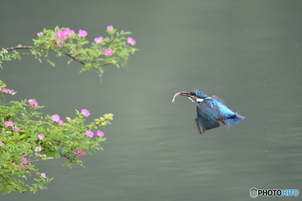 野バラとカワセミ
