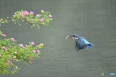 野バラとカワセミ