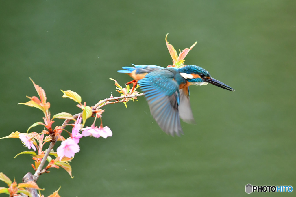 河津桜とカワセミ