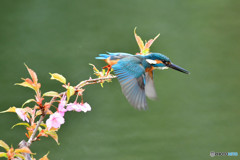河津桜とカワセミ