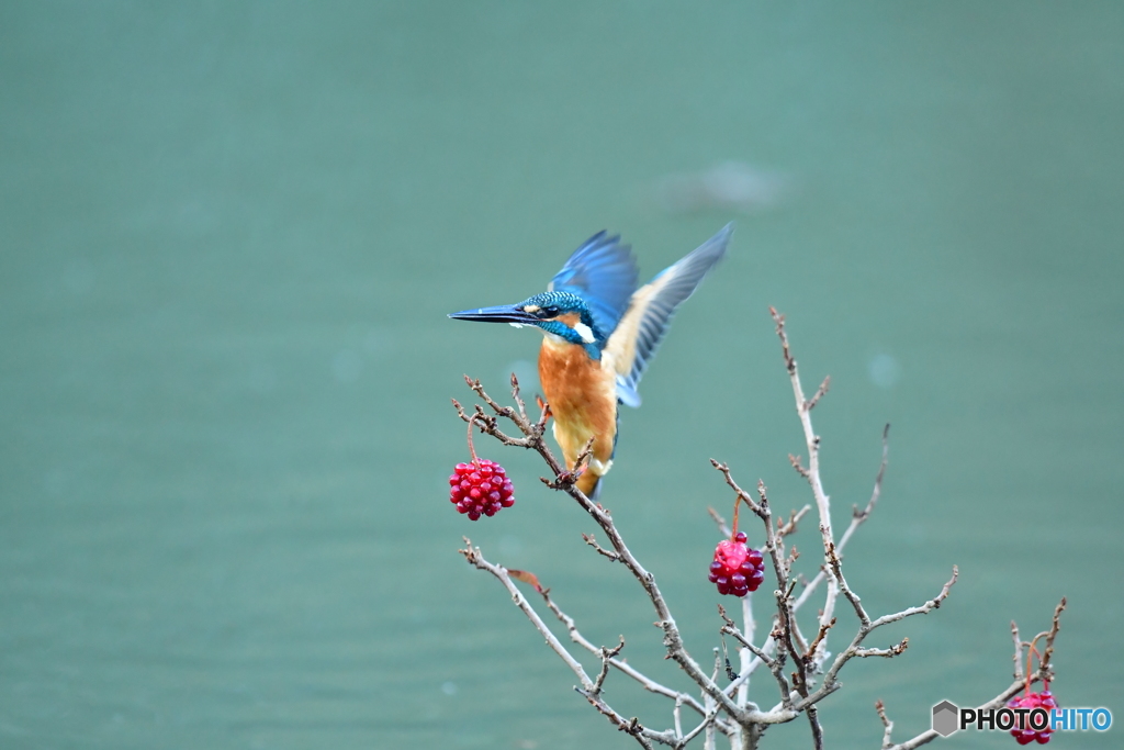 ビナンカズラとカワセミ