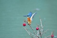 ビナンカズラとカワセミ