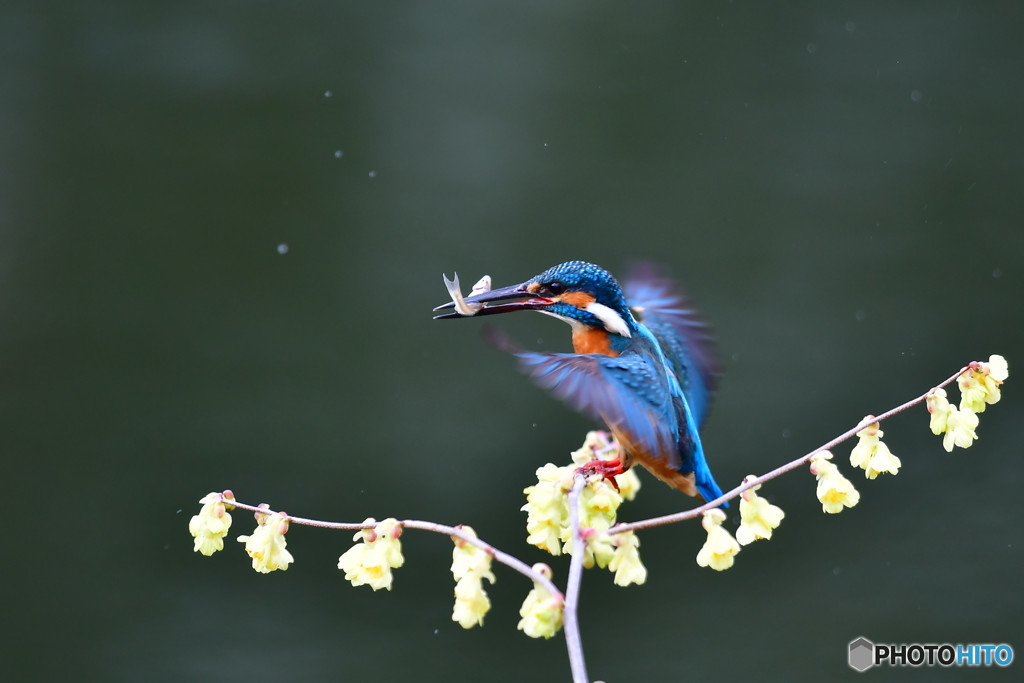 日向ミズキとカワセミ