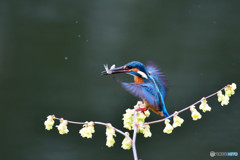 日向ミズキとカワセミ