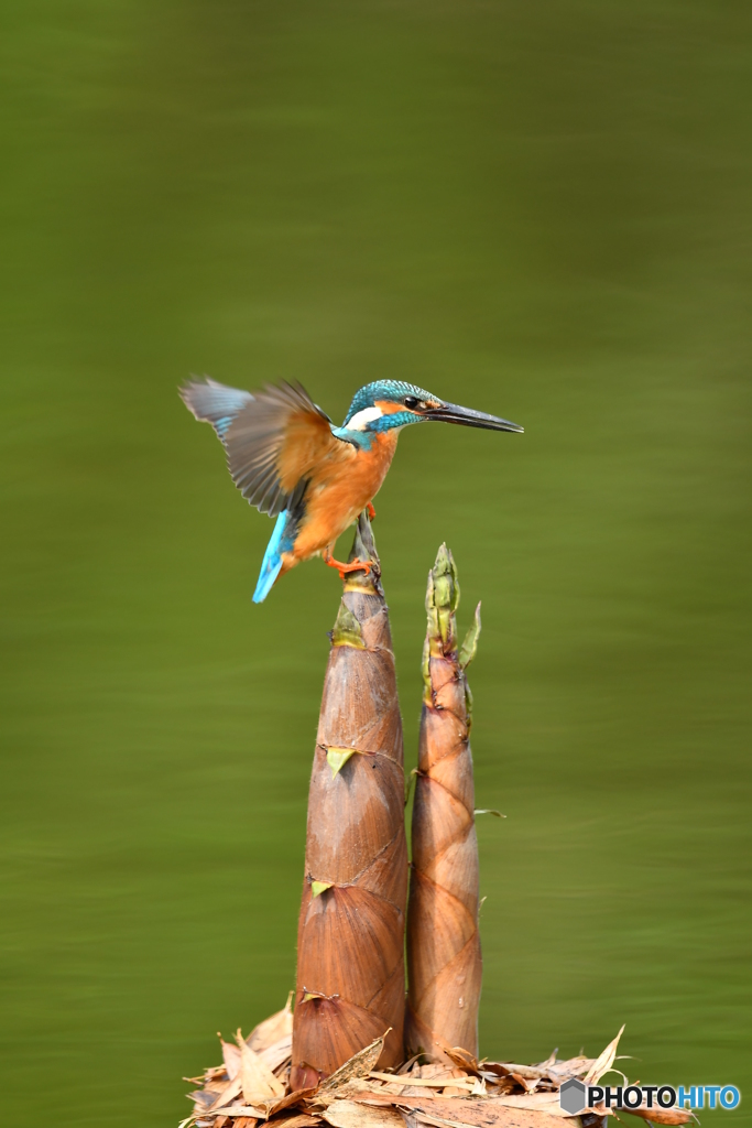 淡竹とカワセミ