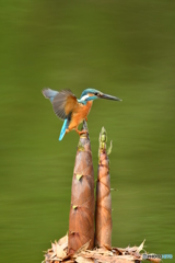 淡竹とカワセミ