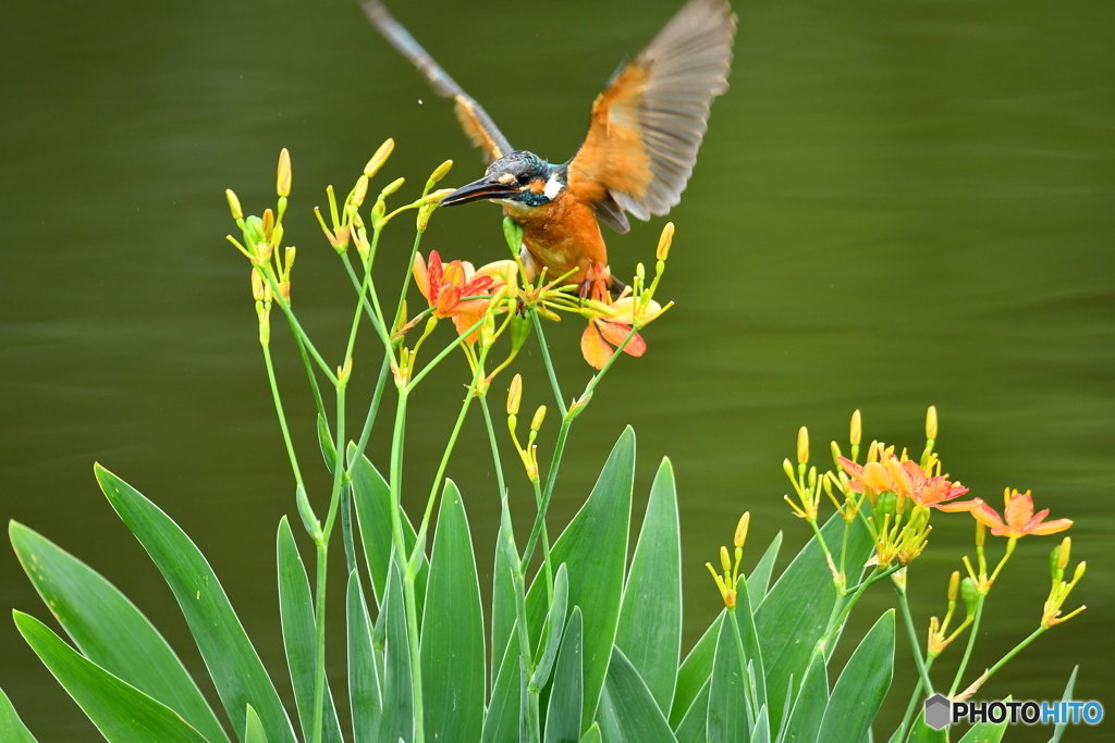 ヒオウギとカワセミ
