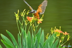 ヒオウギとカワセミ