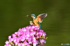 雲仙ツツジとカワセミ