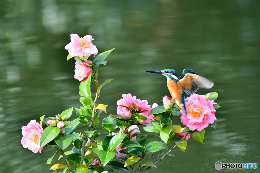 ツバキとカワセミ