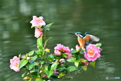 ツバキとカワセミ