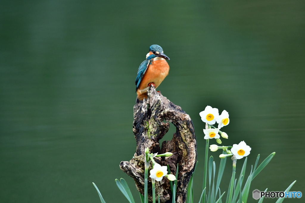 スイセンとカワセミ