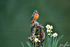 スイセンとカワセミ