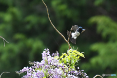 フジの花とオオルリ