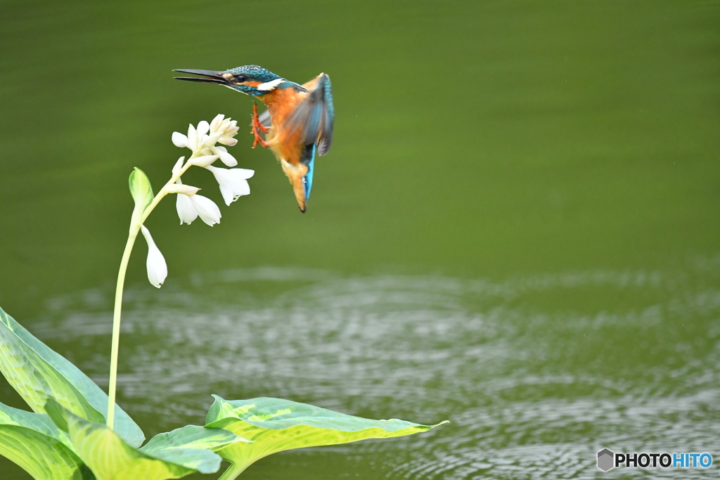 ギボシとカワセミ