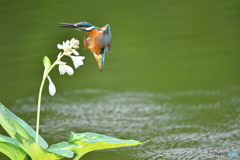 ギボシとカワセミ