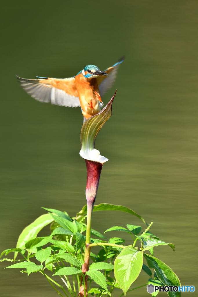 雪持草とカワセミ