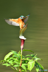 雪持草とカワセミ