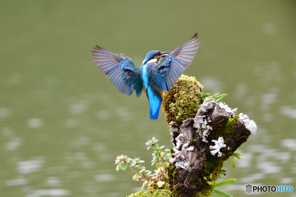 コケとカワセミ
