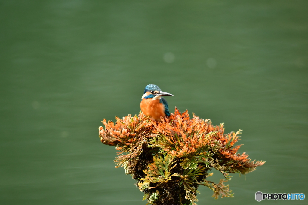 岩松とカワセミ