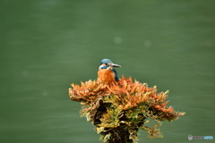 岩松とカワセミ