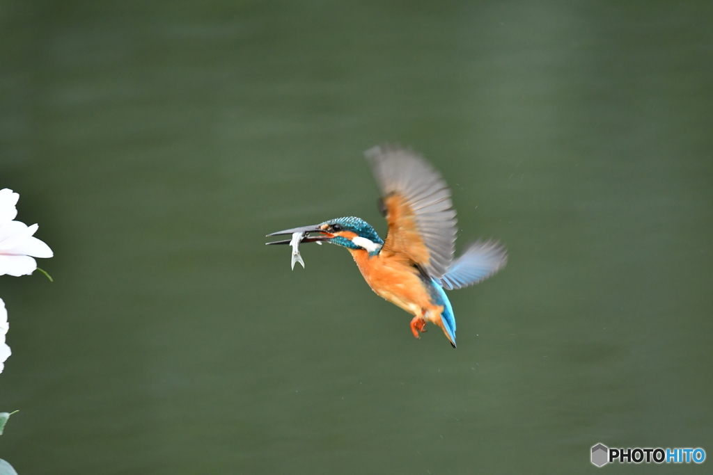 五色ツバキとカワセミ