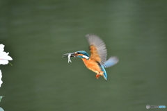 五色ツバキとカワセミ