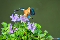 ホテイアオイとカワセミ