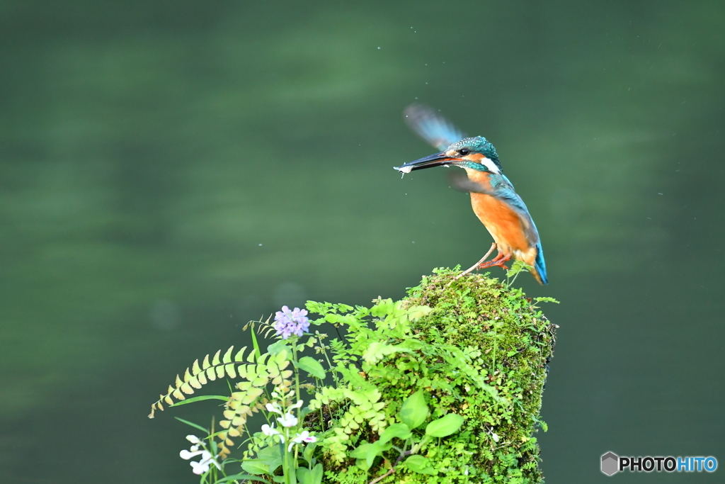 山野草とカワセミ