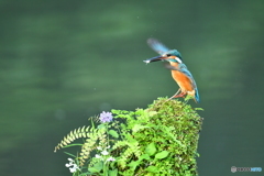 山野草とカワセミ