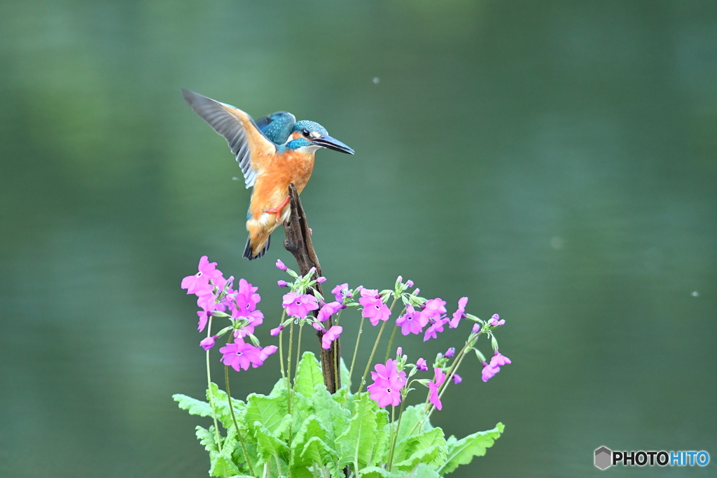 日本桜草とカワセミ