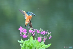 日本桜草とカワセミ