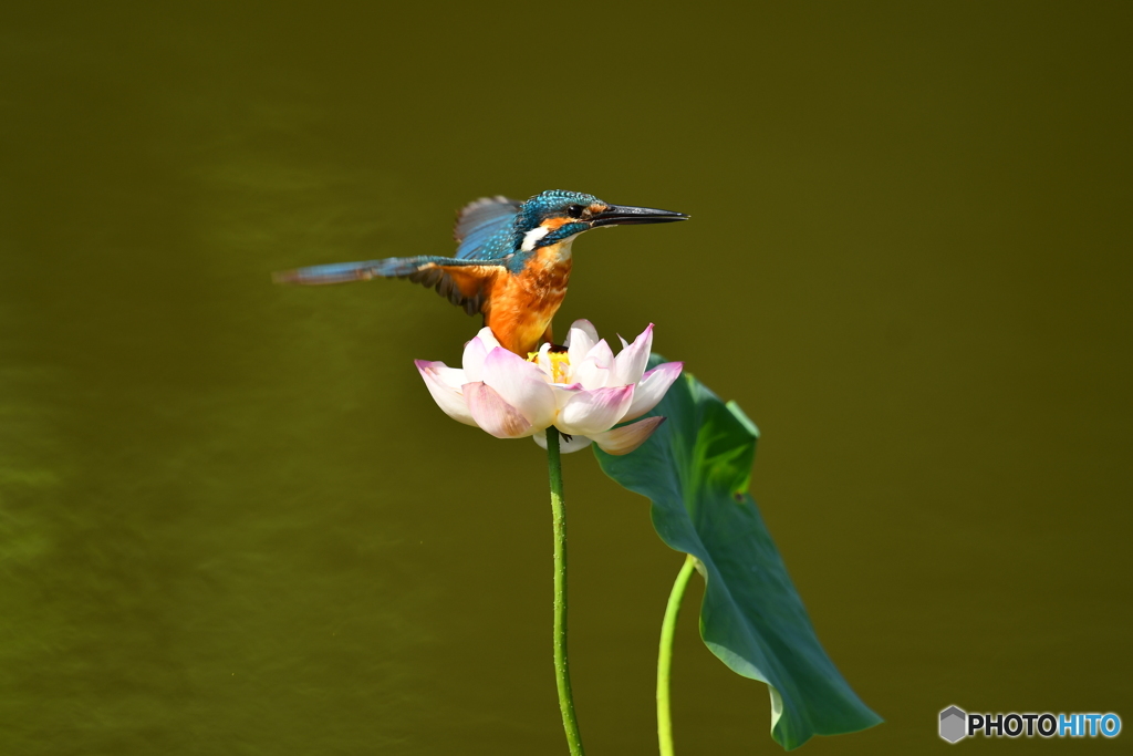 ハスとカワセミ