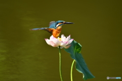 ハスとカワセミ