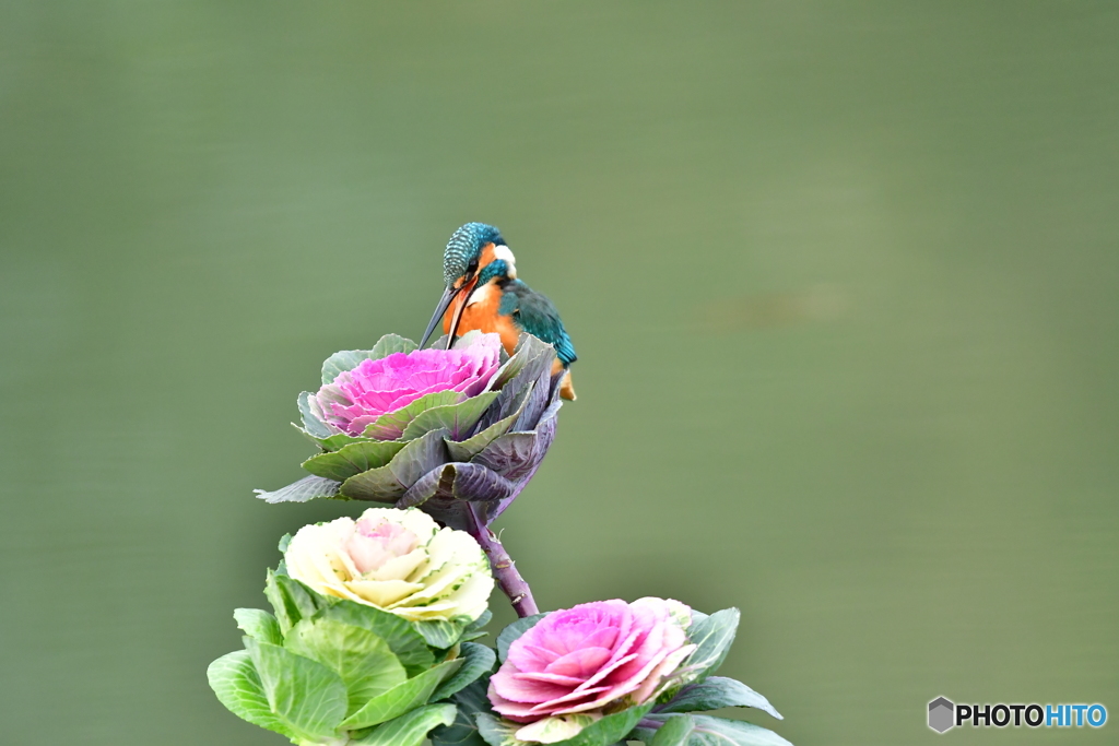 葉ボタンとカワセミ