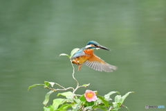 お茶の木とカワセミ
