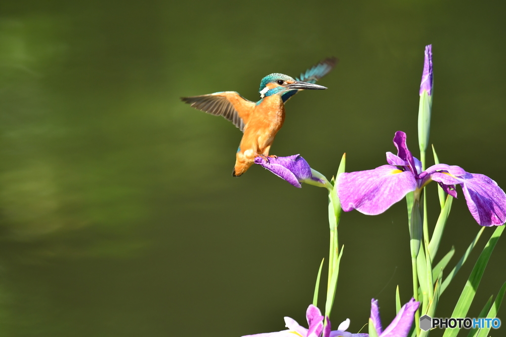 花ショウブとカワセミ