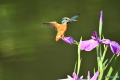 花ショウブとカワセミ